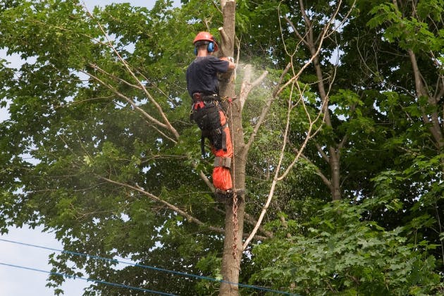 tree felling surrey