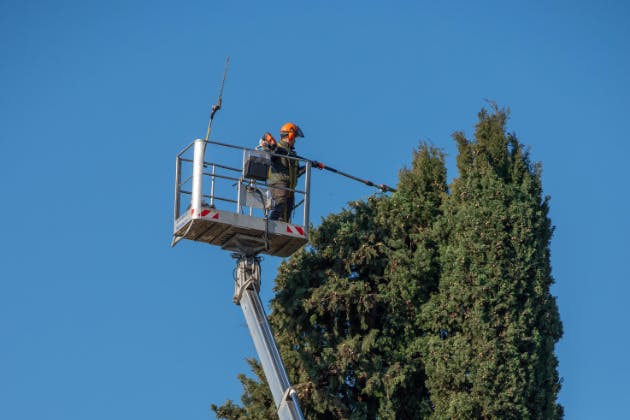 Tree Pruning & Crown Reduction