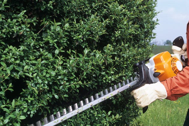 Hedge Trimming & Maintenance